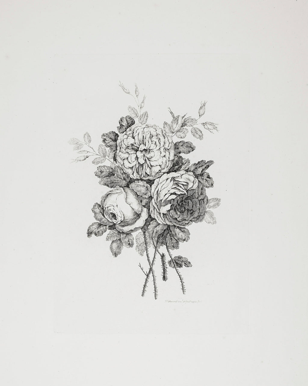 Decorative Peony Floral Bunch Digital Graphic Element (Digital Vector –  Melissa Rothman Portraiture