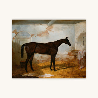 A BAY COLT — Primary Image