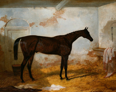 A BAY COLT