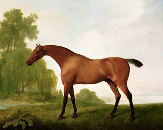 A BAY THOROUGHBRED IN A LANDSCAPE