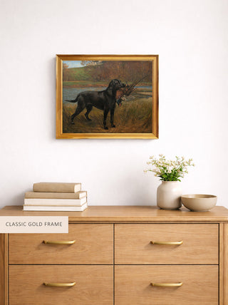 A Black Labrador Retrieving a Pheasant