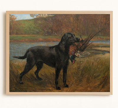 A Black Labrador Retrieving a Pheasant