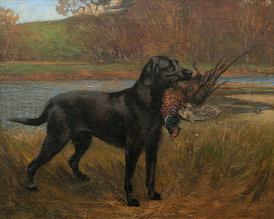 A BLACK LABRADOR RETRIEVING A PHEASANT - Museum Quality Art