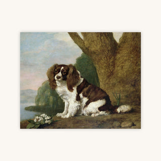 A BROWN AND WHITE SPANIEL — Primary Image