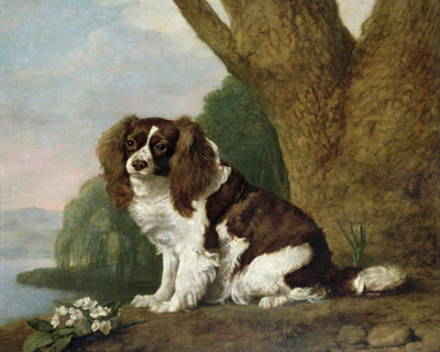 A BROWN AND WHITE SPANIEL