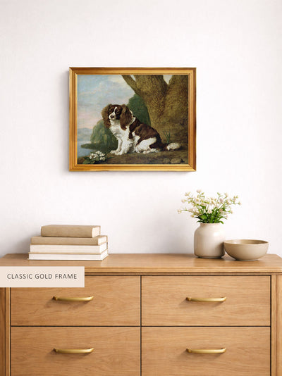 A Brown and White Spaniel