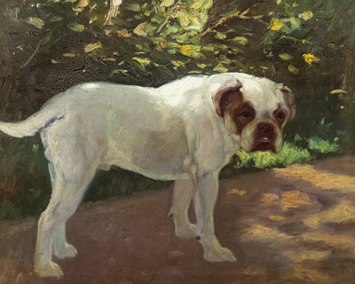 A BULLDOG ON A GARDEN PATH