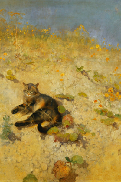 A CAT BASKING IN THE SUN