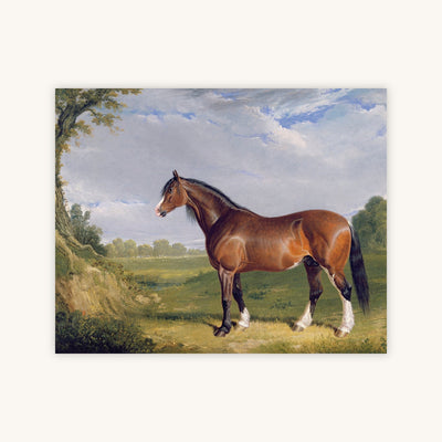 A CLYDESDALE STALLION — Primary Image