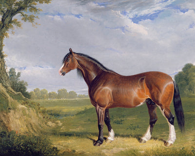 A CLYDESDALE STALLION