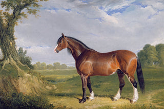A CLYDESDALE STALLION