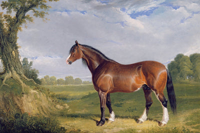 A CLYDESDALE STALLION