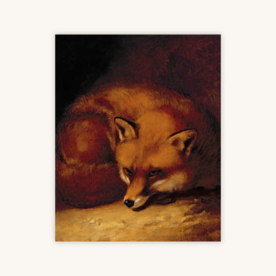 A FOX — Primary Image