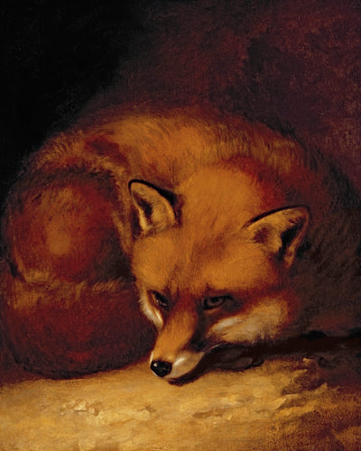 A FOX
