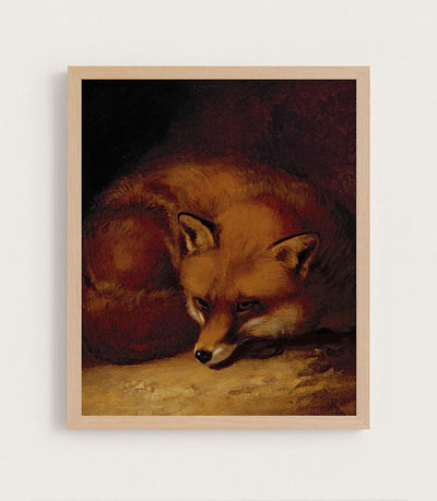 A Fox