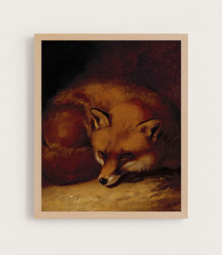 A FOX