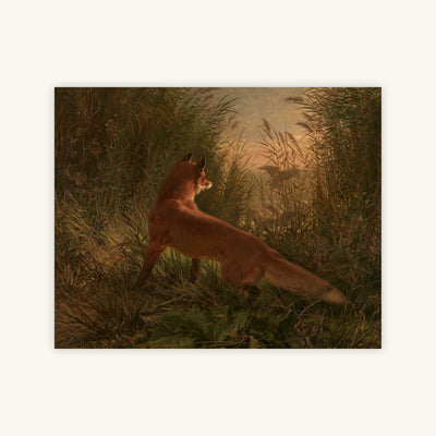 A FOX — Primary Image