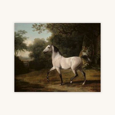 A GREY ARAB STALLION IN A WOODED LANDSCAPE — Primary Image
