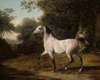 A GREY ARAB STALLION IN A WOODED LANDSCAPE