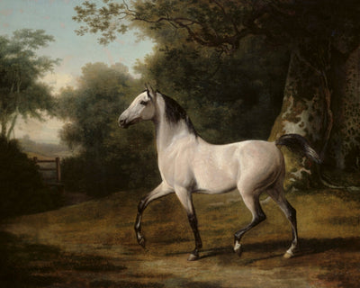 A Grey Arab Stallion in a Wooded Landscape