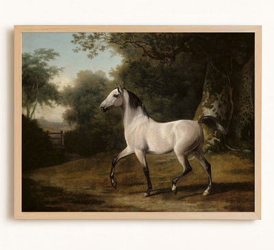 A Grey Arab Stallion in a Wooded Landscape