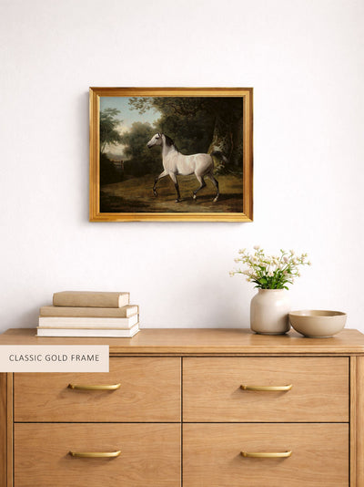 A Grey Arab Stallion in a Wooded Landscape