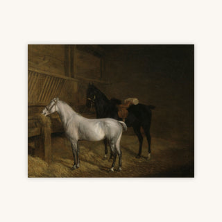 A GREY PONY AND A BLACK CHARGER IN A STABLE — Primary Image