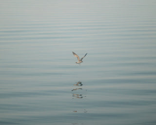 A Moment of Air