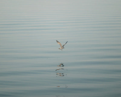 A Moment of Air
