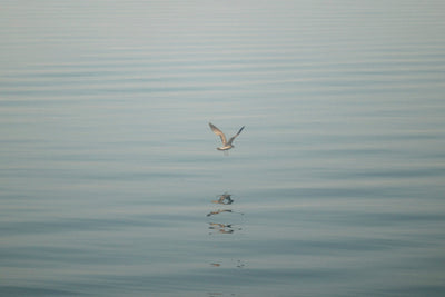 A Moment of Air