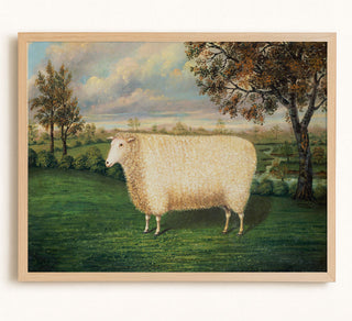 A Prize Sheep of the Old Lincoln Breed
