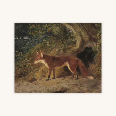 A RED FOX — Primary Image