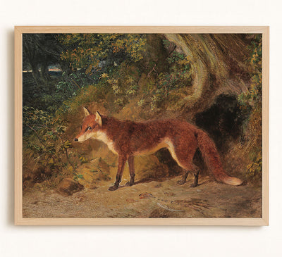 A Red Fox