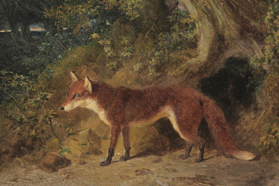 A Red Fox