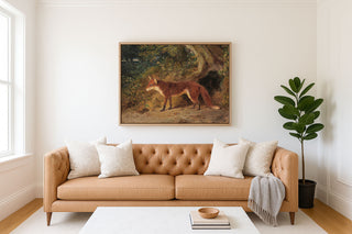 A Red Fox