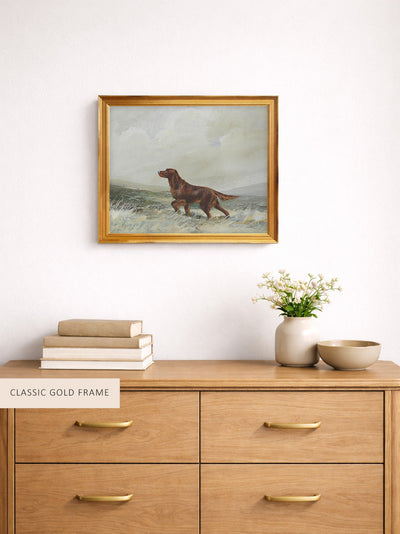 A Red Setter