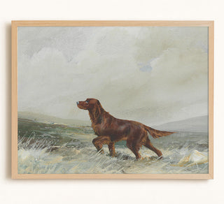 A Red Setter