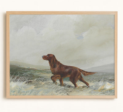 A Red Setter