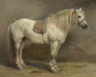 A WHITE HORSE