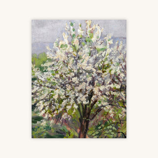 ALMOND BLOSSOM IN SPRING — Primary Image