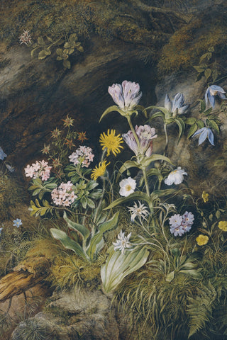 ALPINE FLORA