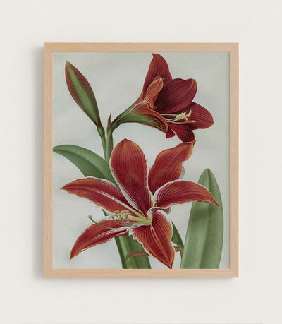 AMARYLLIS - Museum Quality Art
