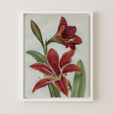 AMARYLLIS - Museum Quality Art