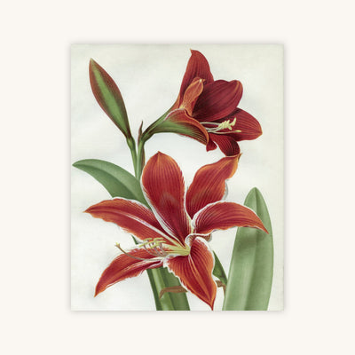 AMARYLLIS — Primary Image