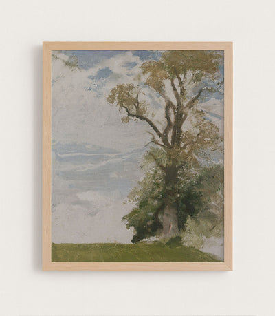 An Old Elm