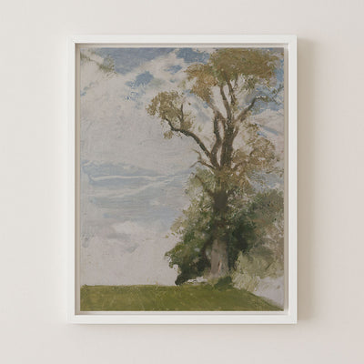 An Old Elm