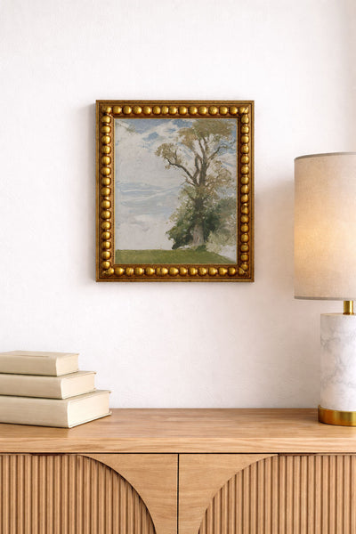 An Old Elm