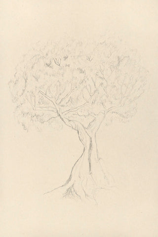 ANCIENT OLIVE TREE - Museum Quality Art