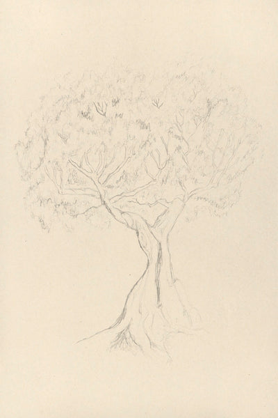 ANCIENT OLIVE TREE - Museum Quality Art