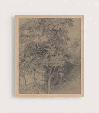 ANTIQUE TREE STUDY - Museum Quality Art